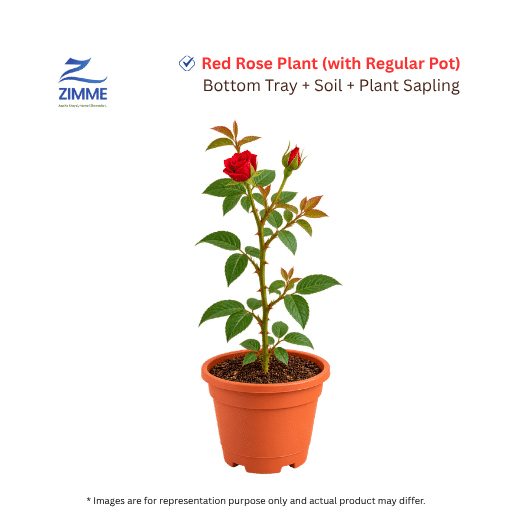 Red Rose Plant with Pot