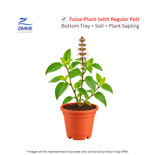 Tulasi Plant